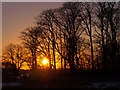 Trees at Sunset, Beith