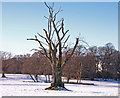 Dead Tree, Woodside Estate