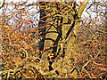 Beech Tree near Roebank Burn, Beith