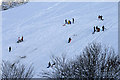 Sledging on Quarry Hill