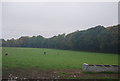 Grazing cattle, Bower Lane