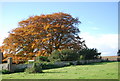 Autumnal tree, Wormdale Farm