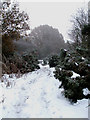 Snowy Bridleway