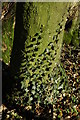 Ivy on a tree trunk