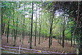 Plantation by the Sussex Border Path