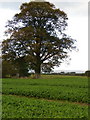 NY5632 : Root crops, Edenhall by Maigheach-gheal