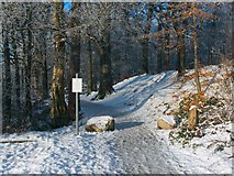 NS3982 : Footpath in Balloch Castle Country Park by Lairich Rig