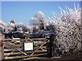 Frost at Spring Lane allotments