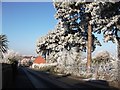 Frost in Spring Lane