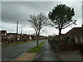 Contrasting trees in Alinora Avenue