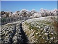 SP2972 : Frost by the recycling centre by John Brightley