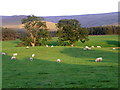 NY6135 : Grazing sheep, Ousby by Maigheach-gheal