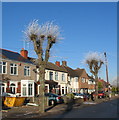 Pollarded trees, Glendower Avenue