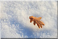 Oak leaf on snow