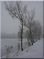 Trees by the fishing lake