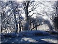 SP2872 : Frost on trees by Finham Brook in Abbey Fields by John Brightley