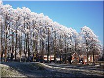 SP2872 : Frost on avenue of trees at Abbey Fields by John Brightley