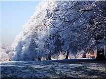 SP2872 : Frost-covered avenue of trees, Abbey Fields by John Brightley