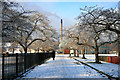 An avenue of cherry trees