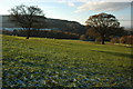 Trees on Wistley Hill