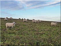 TQ2310 : Sheep, Truleigh Hill by Robin Webster