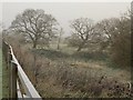 Trees by the Mill Race