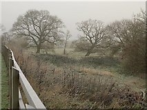 ST0208 : Trees by the Mill Race by Derek Harper