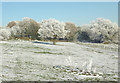 SO9095 : Frosted pasture and  woodland on Colton Hills, Wolverhampton by Roger  D Kidd
