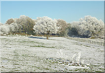 SO9095 : Frosted pasture and  woodland on Colton Hills, Wolverhampton by Roger  Kidd