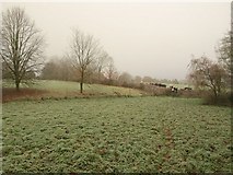ST0010 : Meadow, Brithem Bottom by Derek Harper