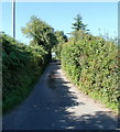 Narrow hedged road climbs towards Croesllywarch House