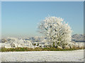 SO9095 : Frosted field and trees near Colton Hills, Staffordshire by Roger  D Kidd
