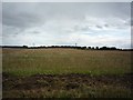 Farmland near Raskelf Road