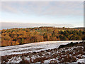 Old Lodge, Ashdown Forest