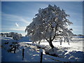 Snow Covered Scene Beside Burnhouse Road