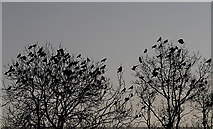 NT4936 : A congregation of jackdaws by Walter Baxter