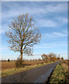 Bare trees growing along The Windle