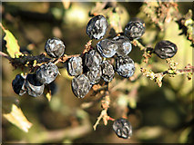 TG4012 : Drying sloes (Prunus spinosa) by Evelyn Simak