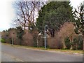 Trees near Hove Polyclinic