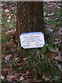 Commemorative oak tree at Bepton Common