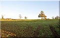 East Devon : Grassy Field