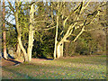 Trees in Muchall Park, Wolverhampton