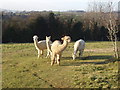 Alpacas grazing