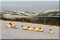 Sheep at Standing Side, Lauder