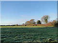 View across The Green at St Margaret South Elmham