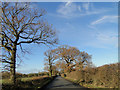 Oak trees near Poplar Farm, Heveningham Road