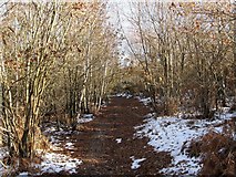 TQ4627 : Track, Ashdown Forest by Simon Carey