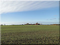 Farm bungalow across the winter wheat