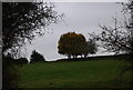 Trees on the horizon, Boreham Street