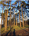 Pine Trees, Beith